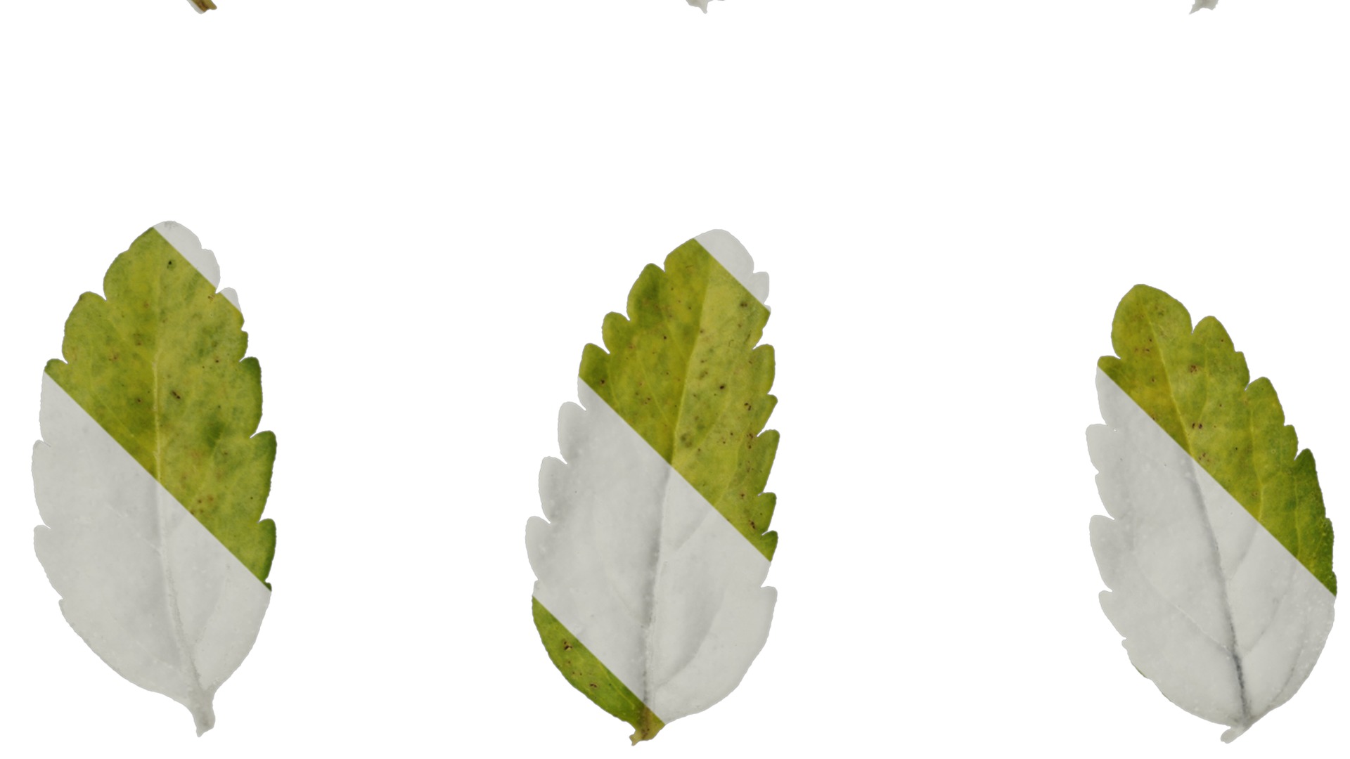 Anydrafts Veronica austriaca Leaf 01 Texture_3