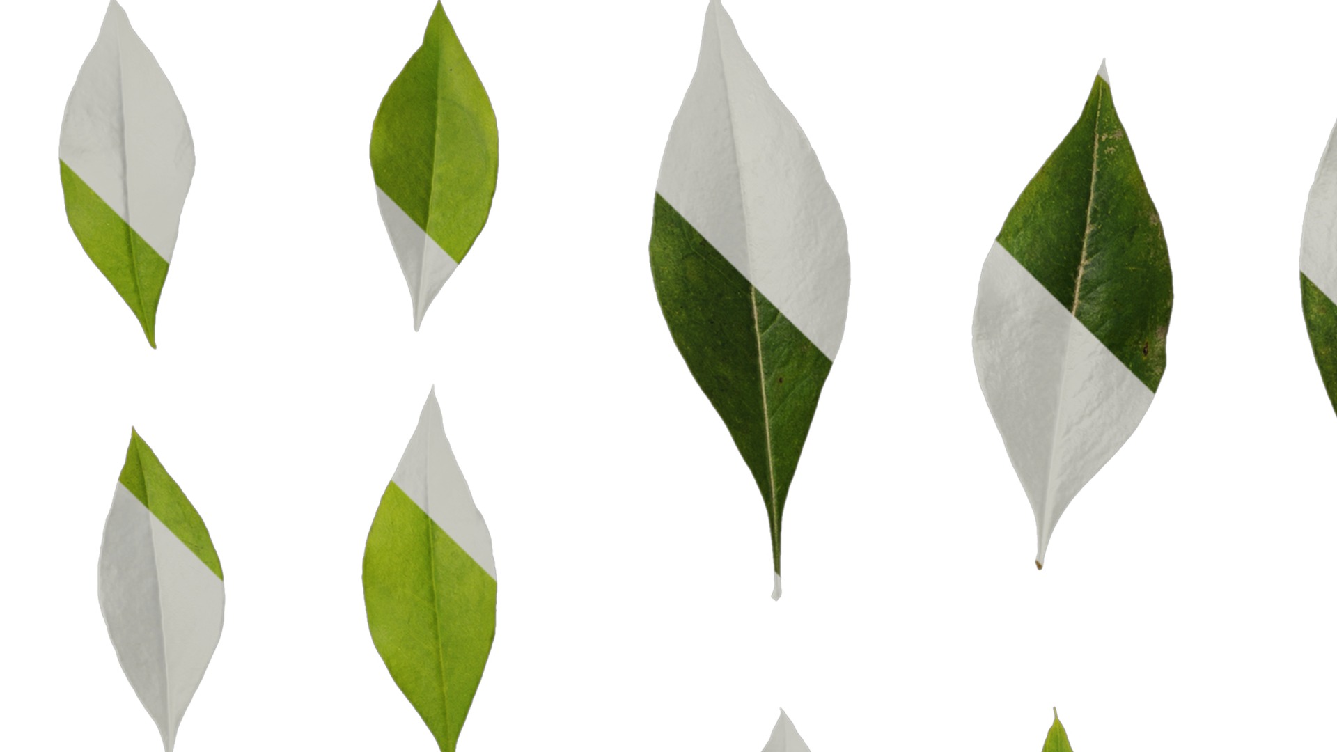 Anydrafts Nandina domestica Leaf 04 Texture_1