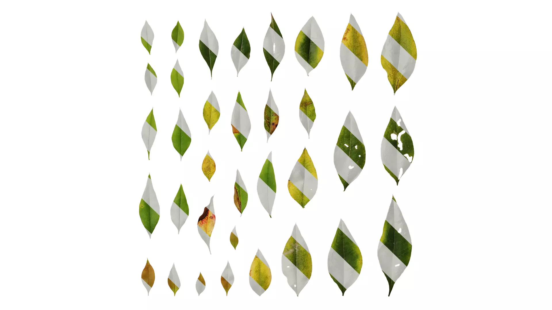 Anydrafts Nandina domestica Leaf 04 Texture_0