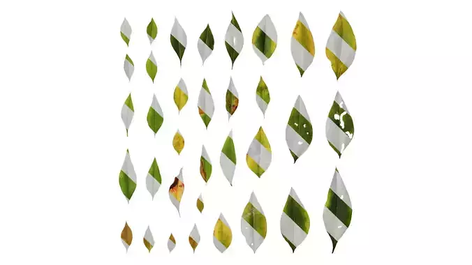 Anydrafts Nandina domestica Leaf 04