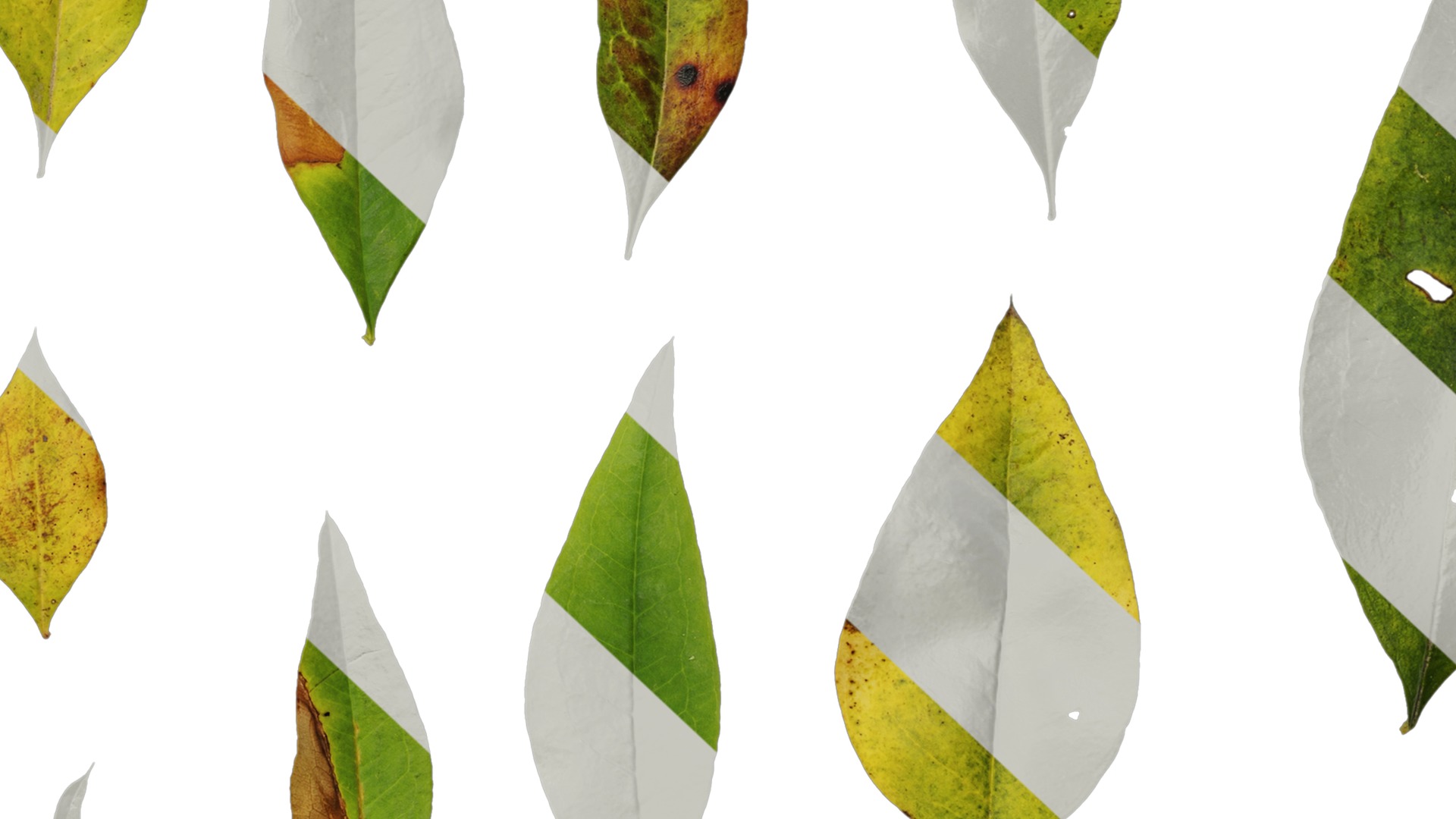 Anydrafts Nandina domestica Leaf 04 Texture_7