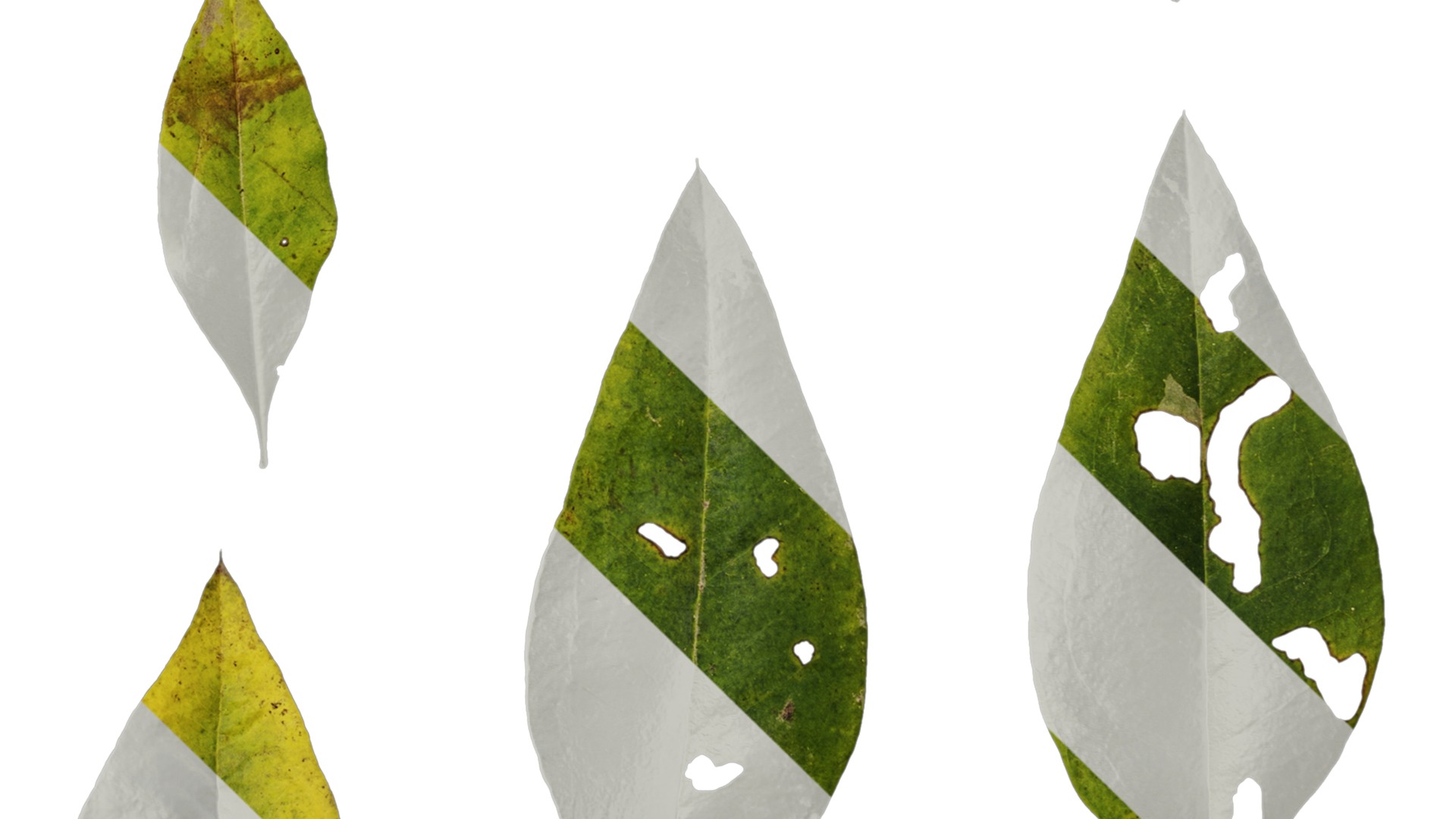 Anydrafts Nandina domestica Leaf 04 Texture_4