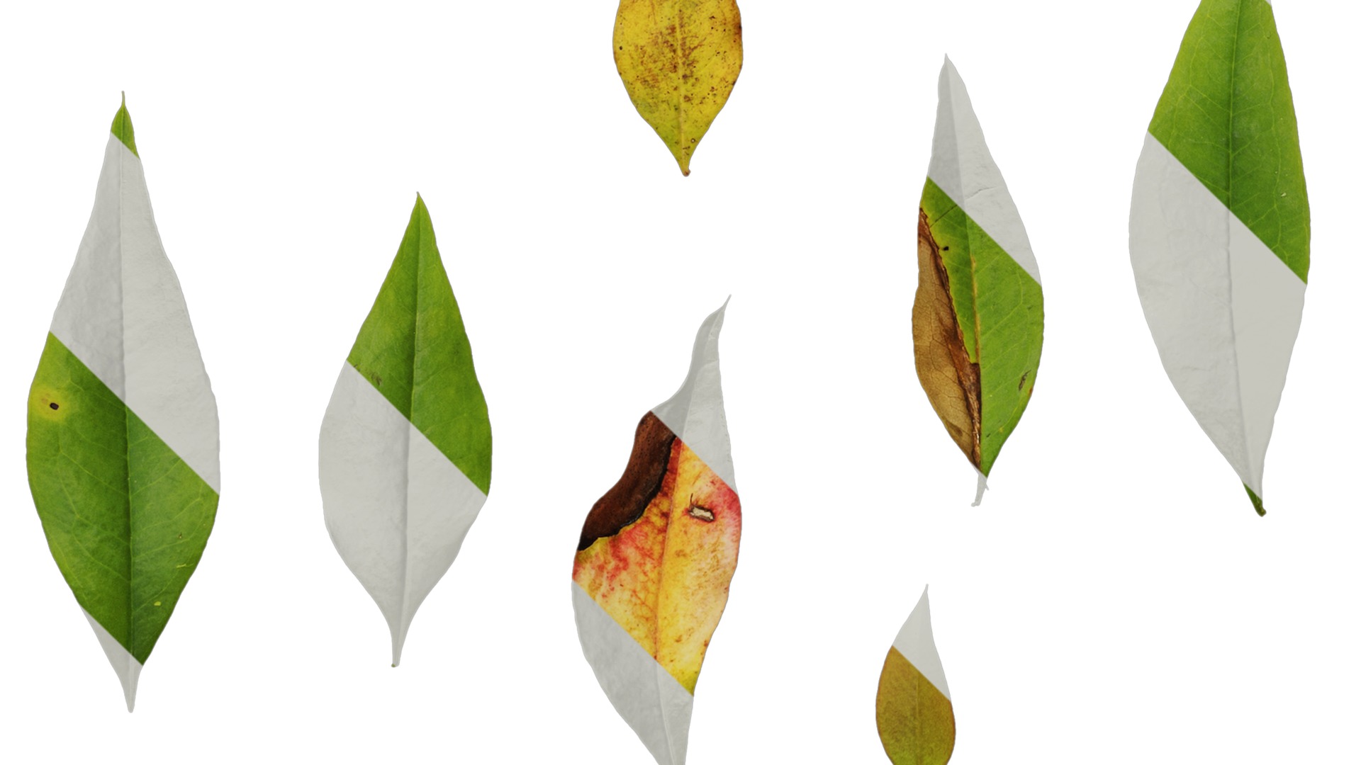 Anydrafts Nandina domestica Leaf 04 Texture_5