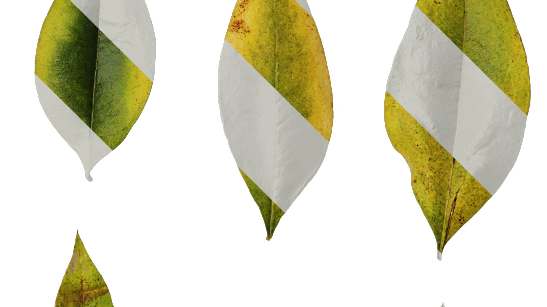 Anydrafts Nandina domestica Leaf 04 Texture_2