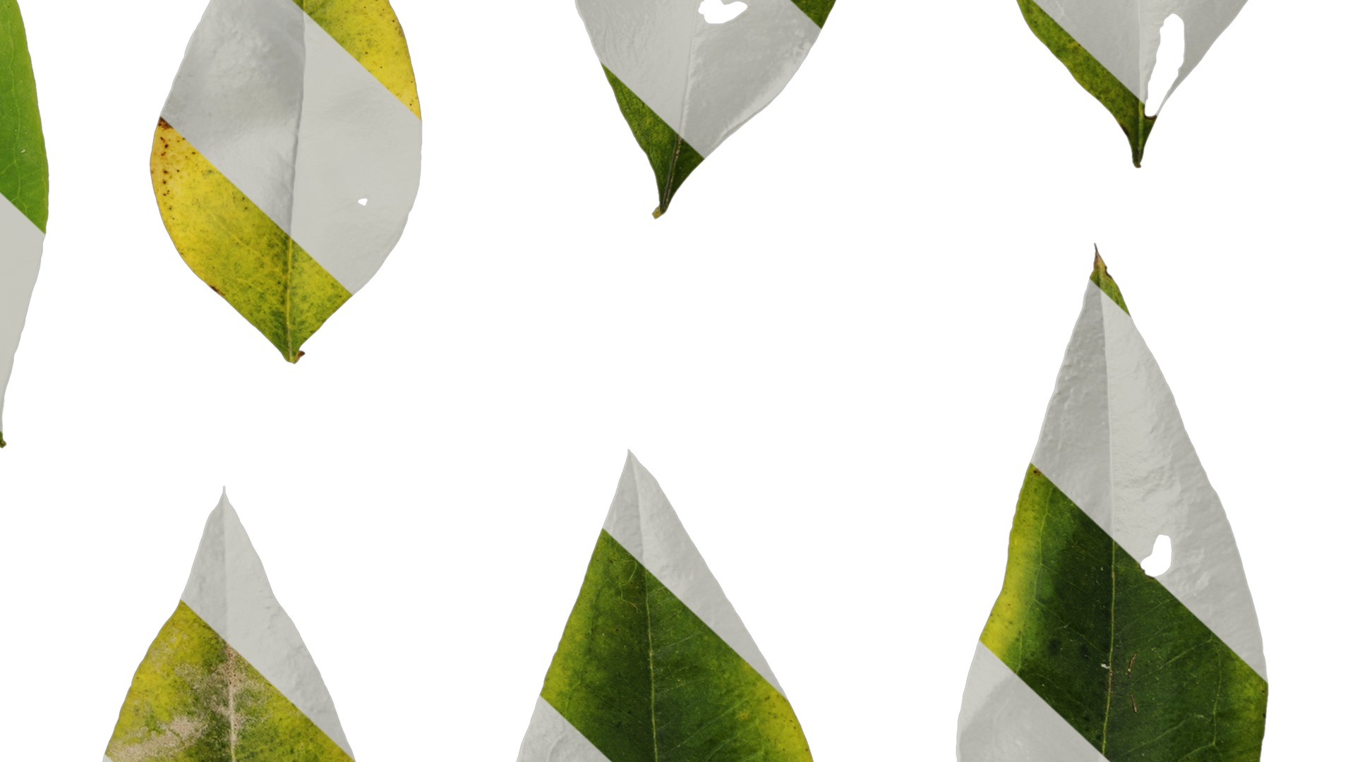 Anydrafts Nandina domestica Leaf 04 Texture_6