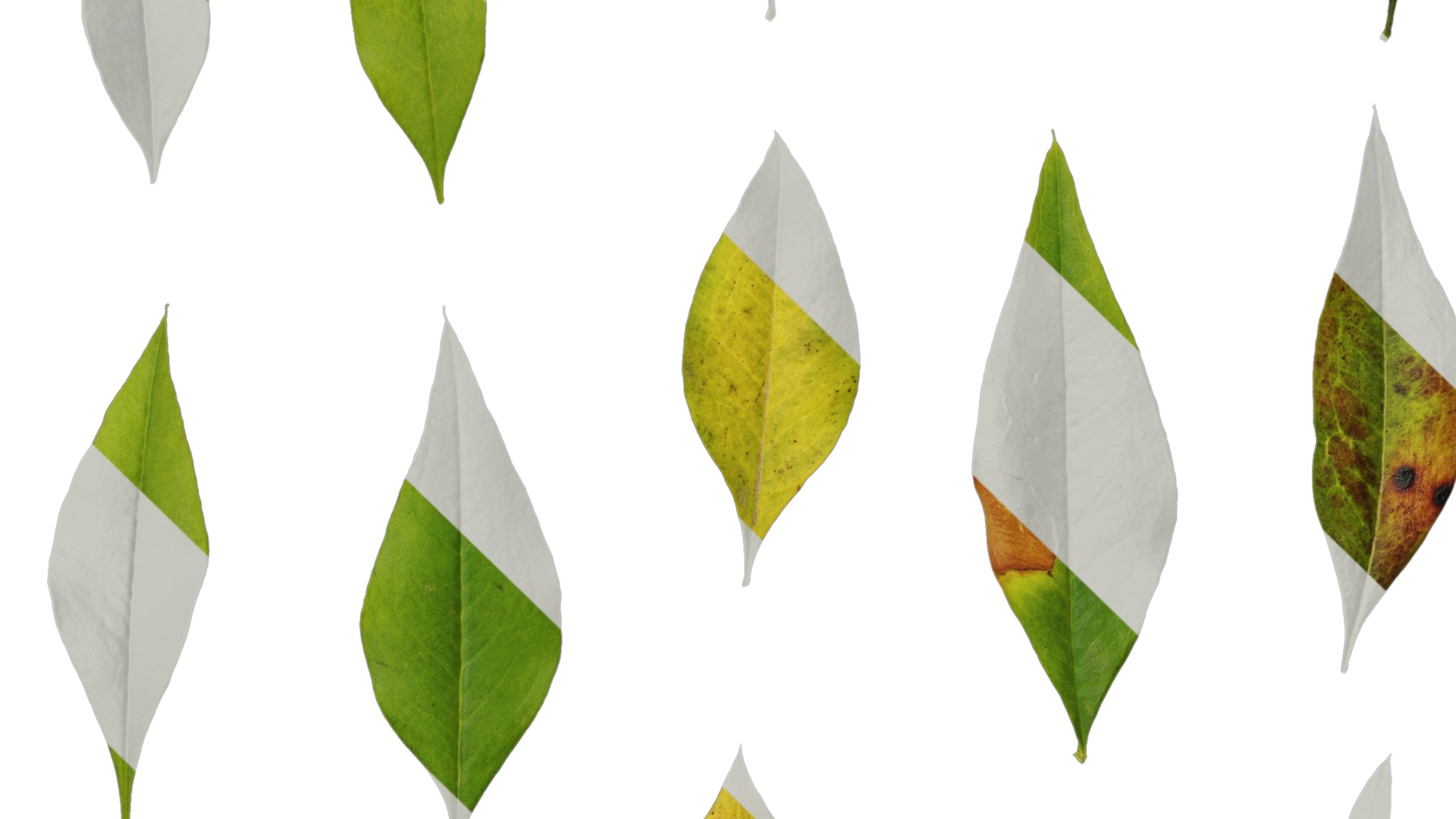 Anydrafts Nandina domestica Leaf 04 Texture_3