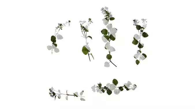 Anydrafts Veronica madame mercier Atlas 01