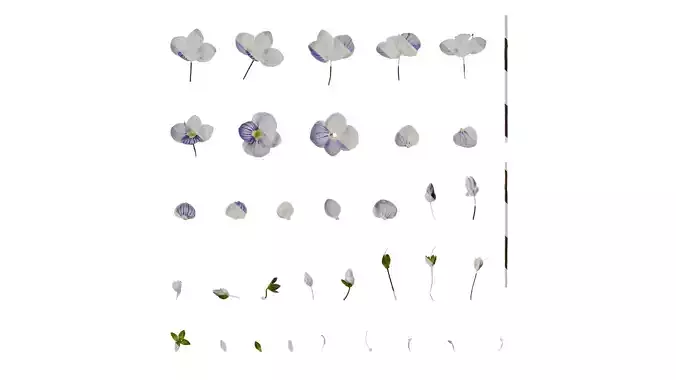 Anydrafts Veronica madame mercier Flower 01