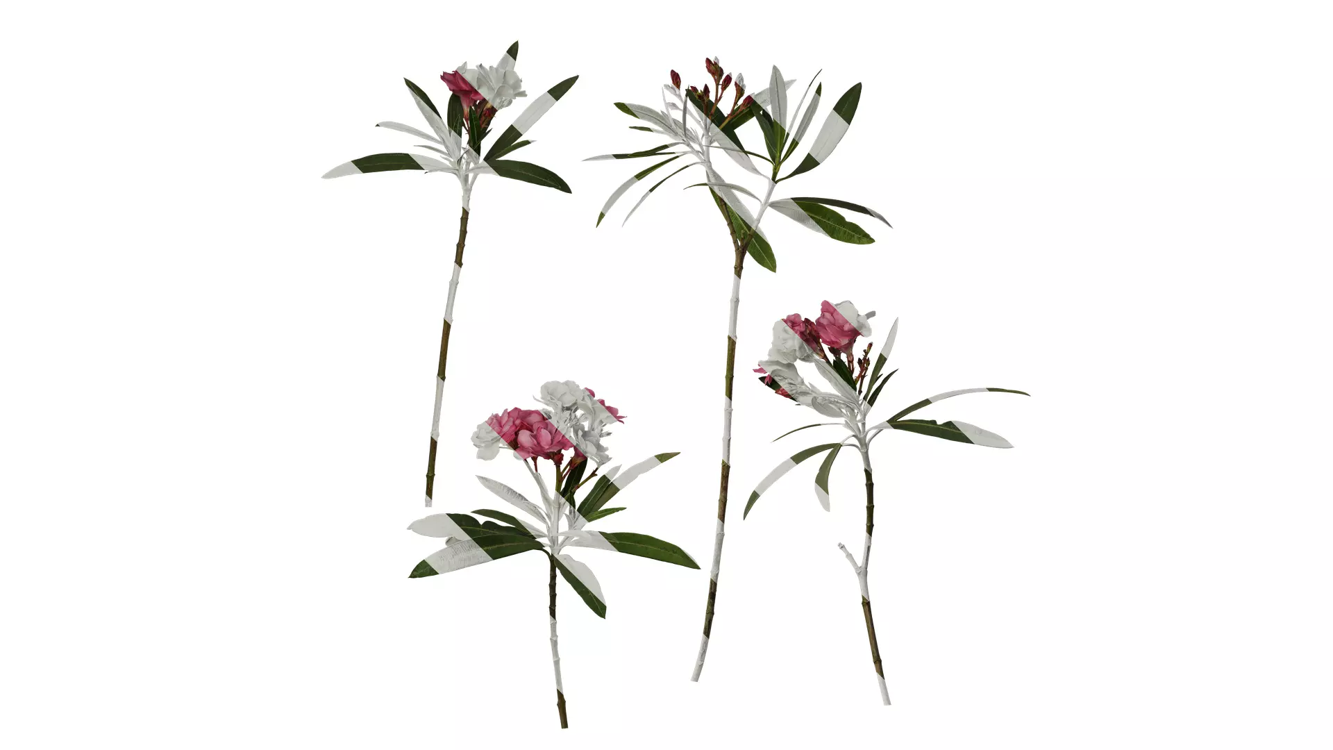 Anydrafts Nerium oleander Atlas 01 Texture
