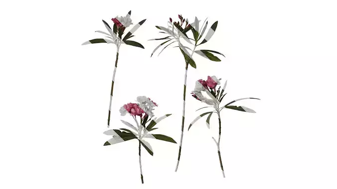 Anydrafts Nerium oleander Atlas 01