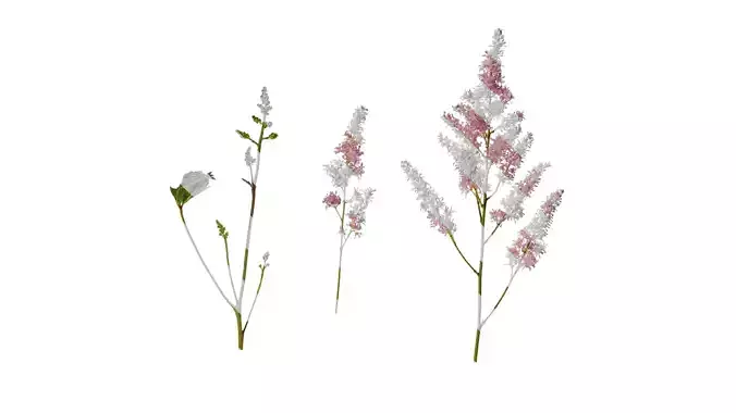 Anydrafts Veronica spicata Atlas 01