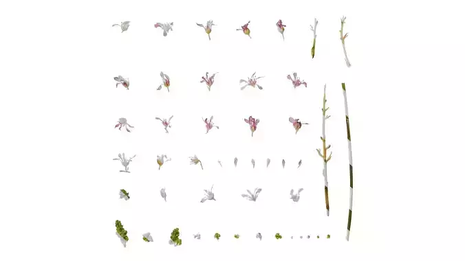 Anydrafts Veronica spicata Flower 01