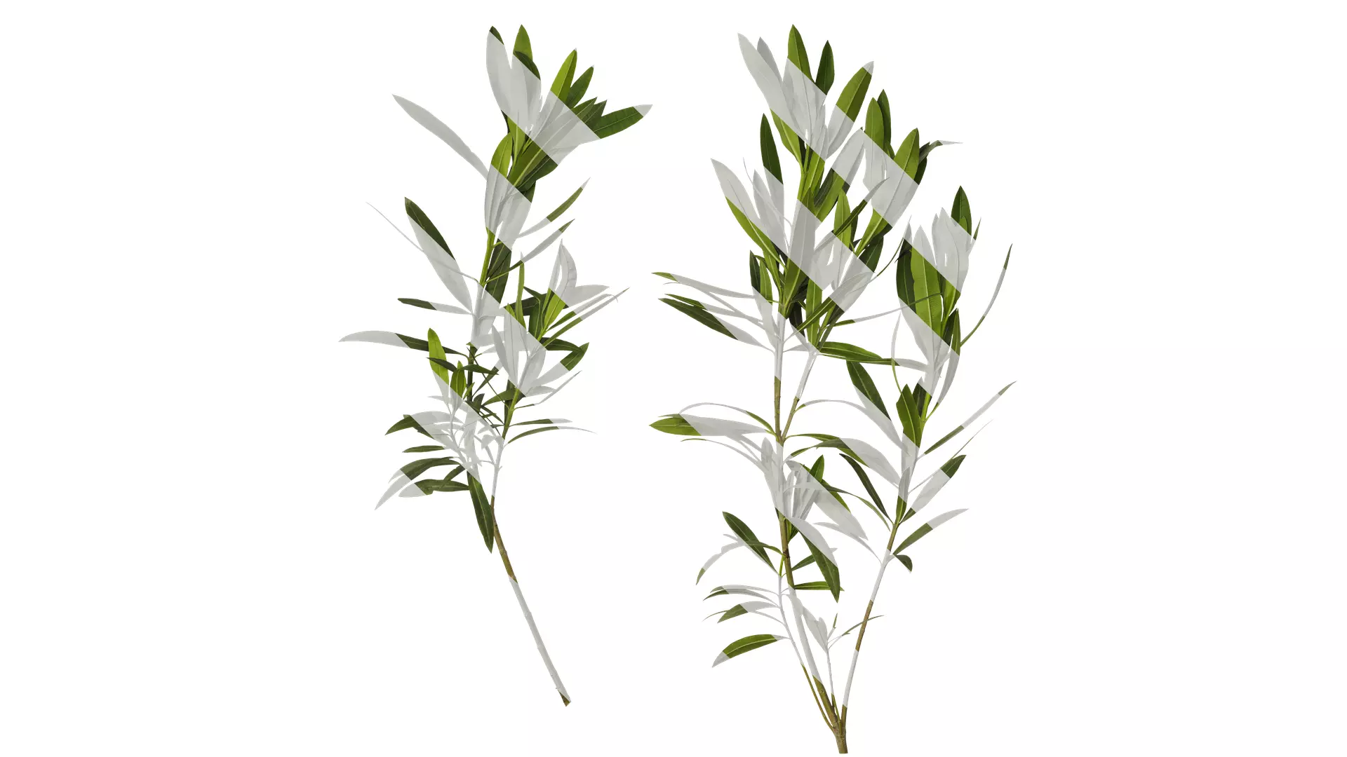 Anydrafts Nerium oleander Atlas 04 Texture