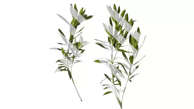 Anydrafts Nerium oleander Atlas 04