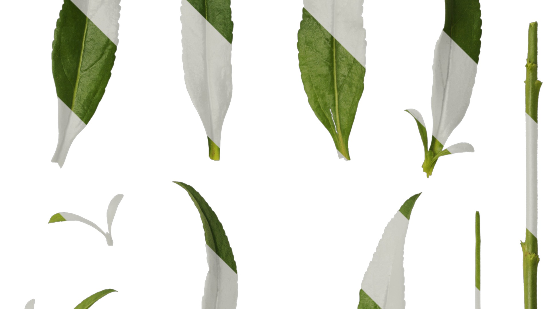 Anydrafts Veronica spicata Leaf 01 Texture_2