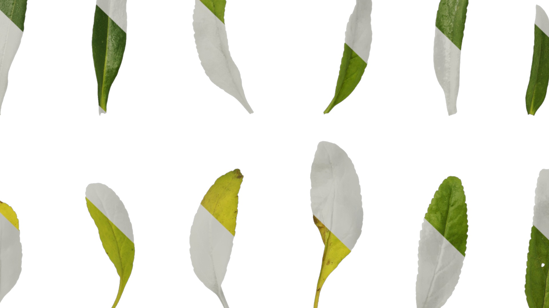 Anydrafts Veronica spicata Leaf 01 Texture_5