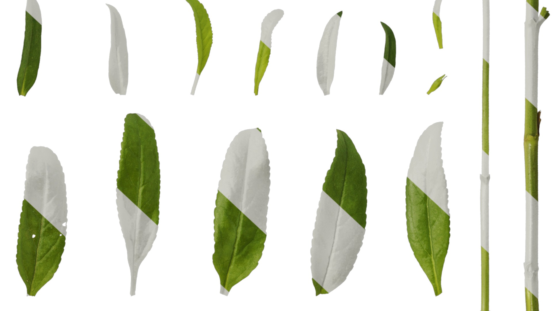 Anydrafts Veronica spicata Leaf 01 Texture_6