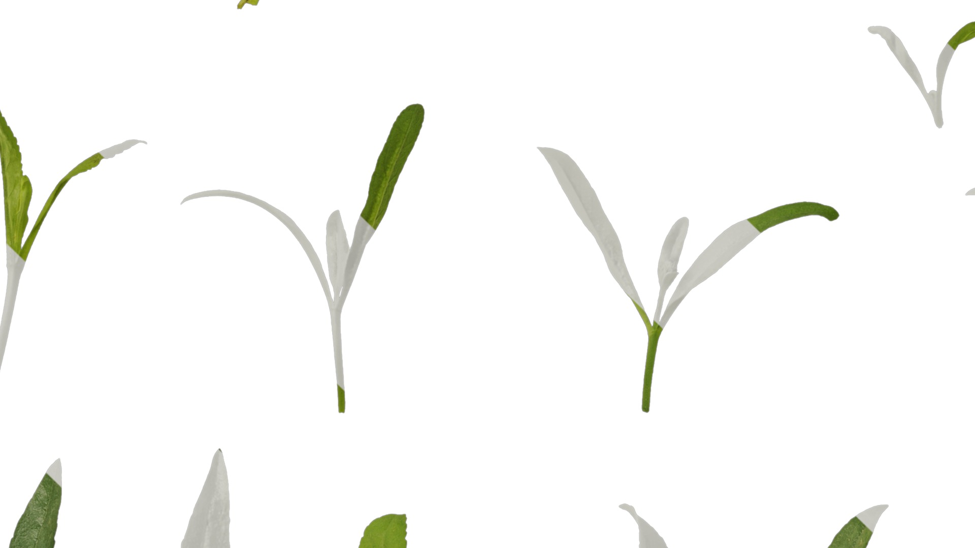 Anydrafts Veronica spicata Leaf 01 Texture_3