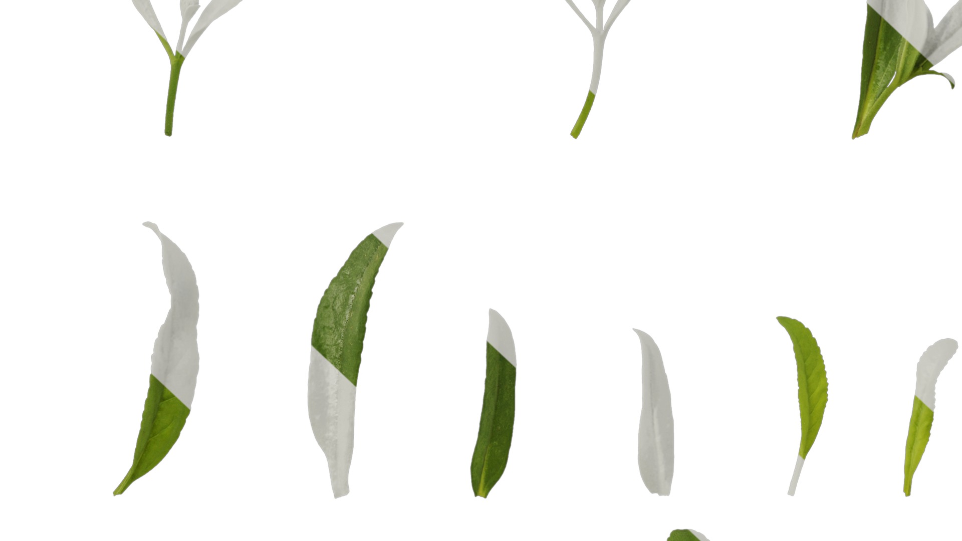 Anydrafts Veronica spicata Leaf 01 Texture_7