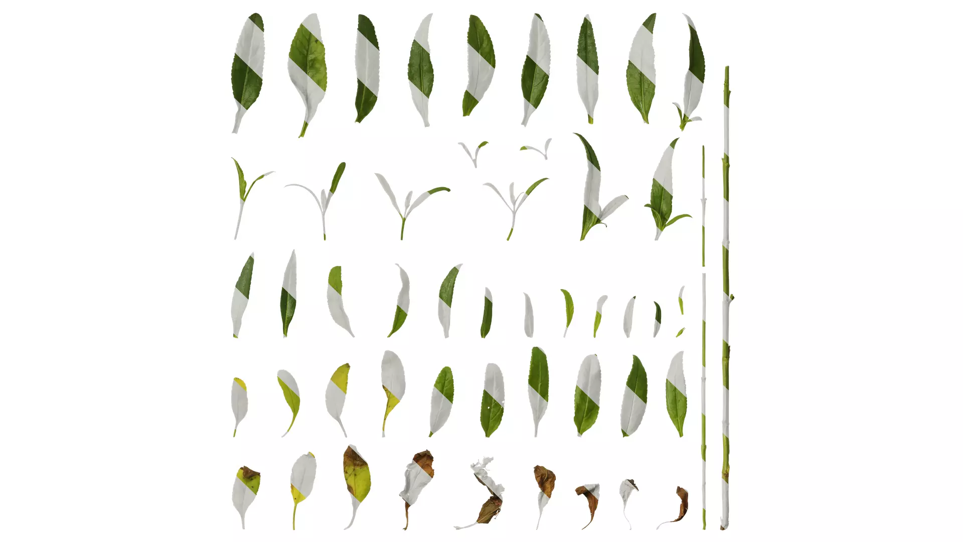 Anydrafts Veronica spicata Leaf 01 Texture_0