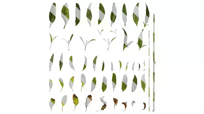 Anydrafts Veronica spicata Leaf 01