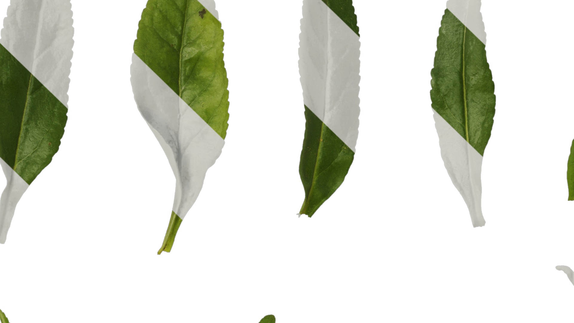 Anydrafts Veronica spicata Leaf 01 Texture_1