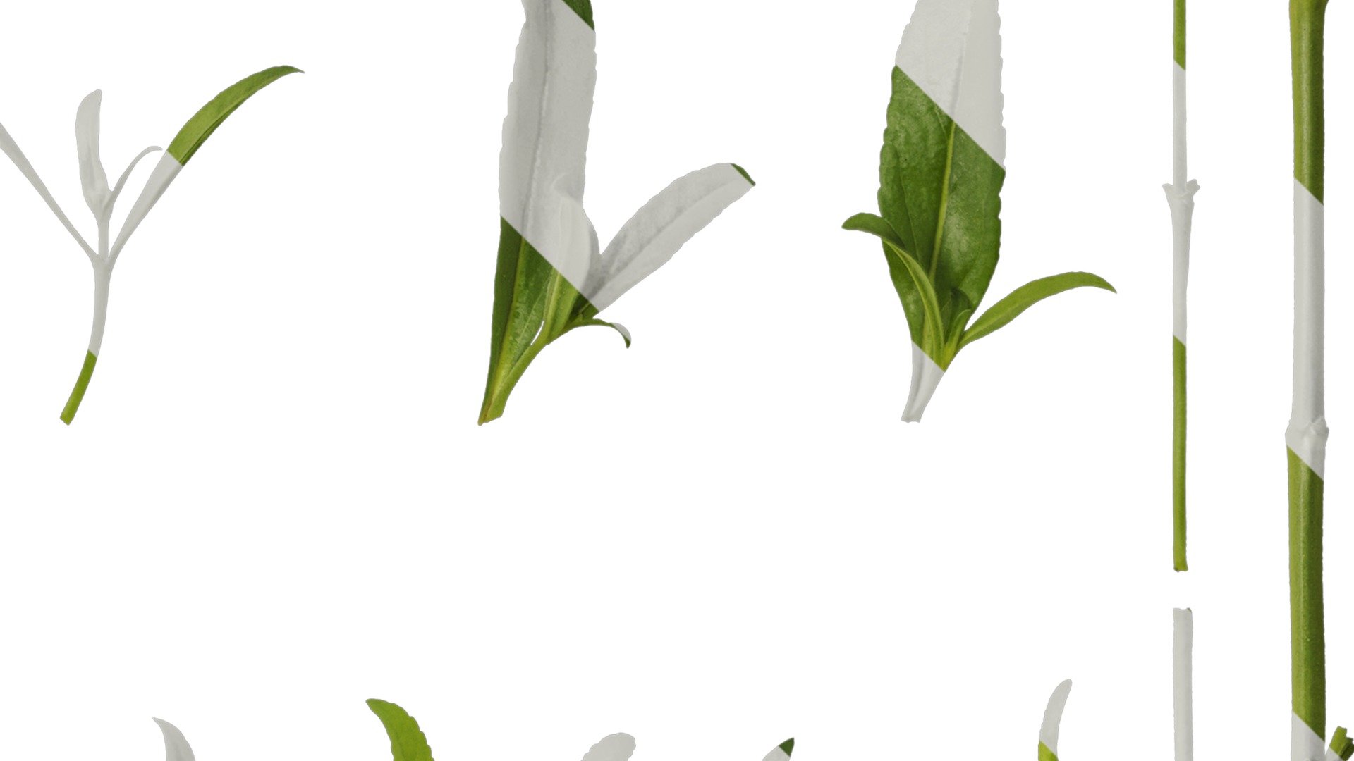 Anydrafts Veronica spicata Leaf 01 Texture_4