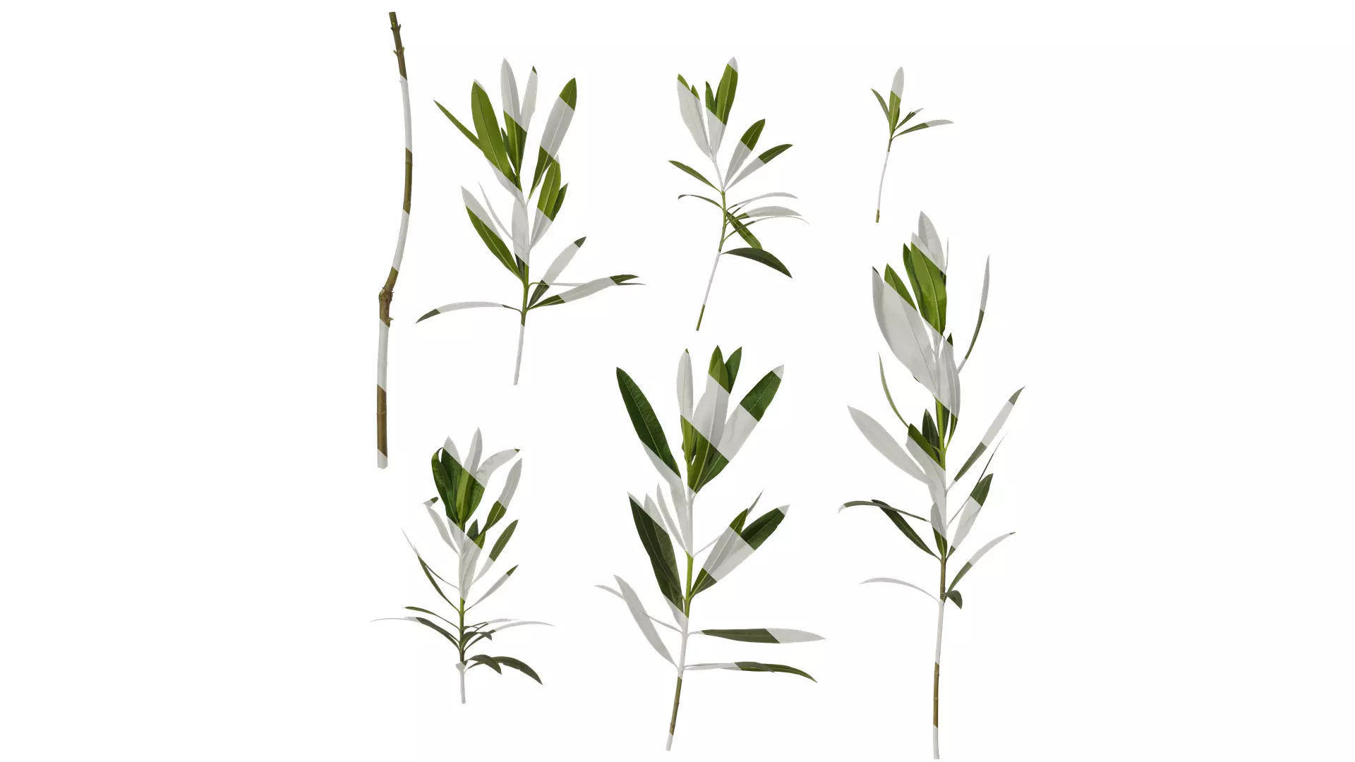 Anydrafts Nerium oleander Atlas 05 Texture