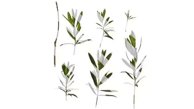 Anydrafts Nerium oleander Atlas 05