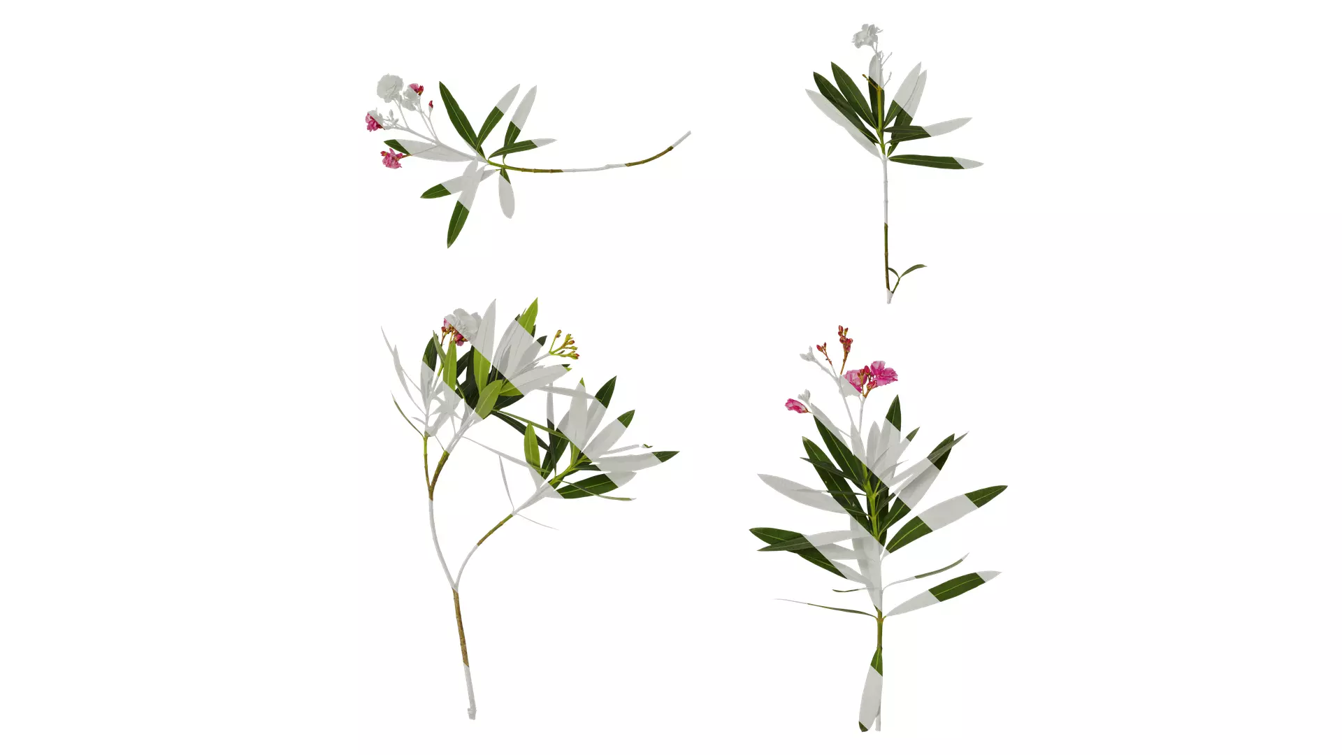 Anydrafts Nerium oleander Atlas 06 Texture