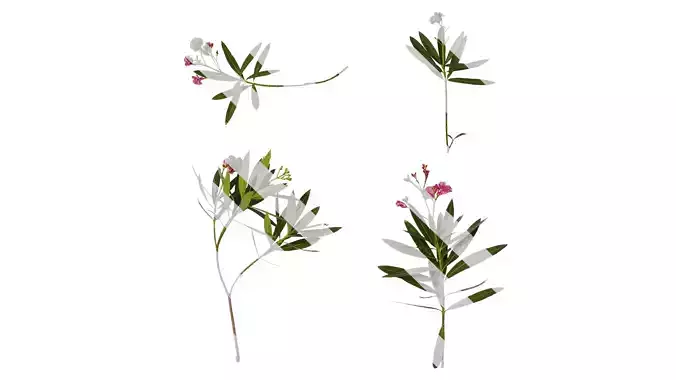 Anydrafts Nerium oleander Atlas 06