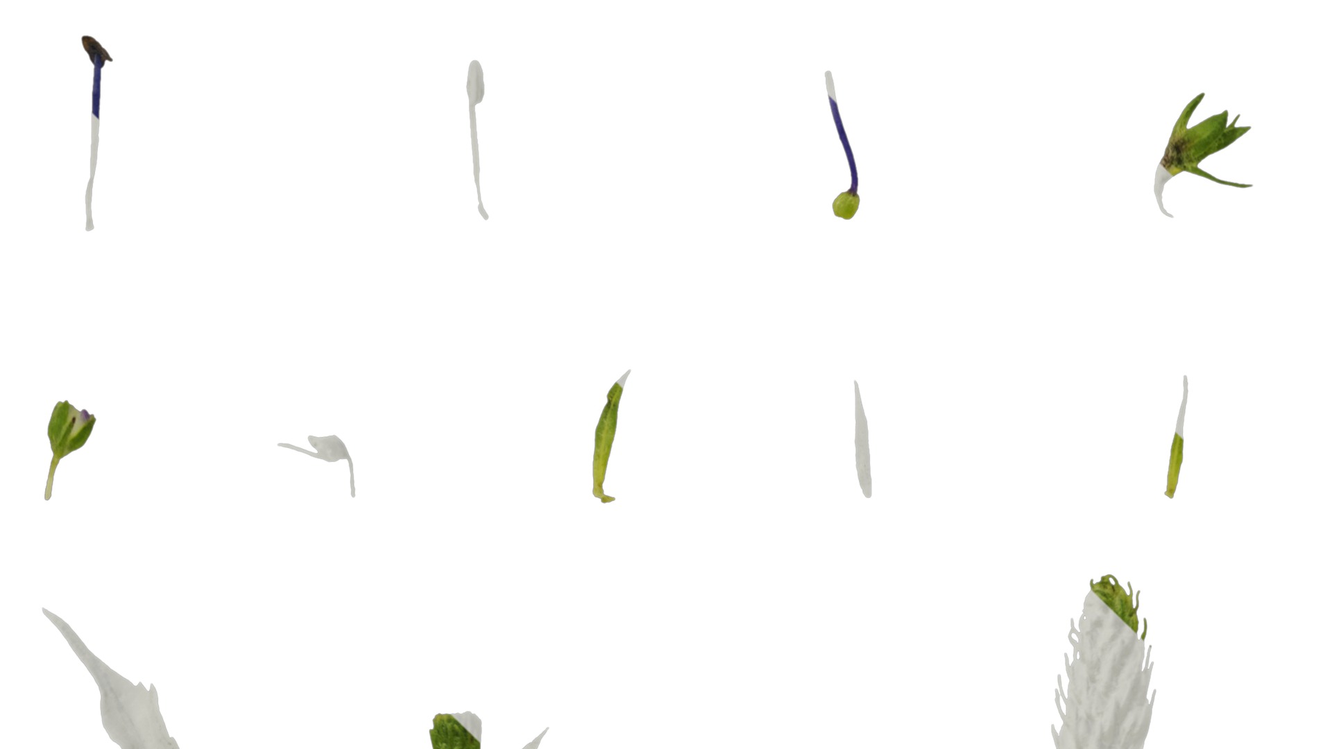 Anydrafts Veronica spicata blue Atlas 02 Texture_5