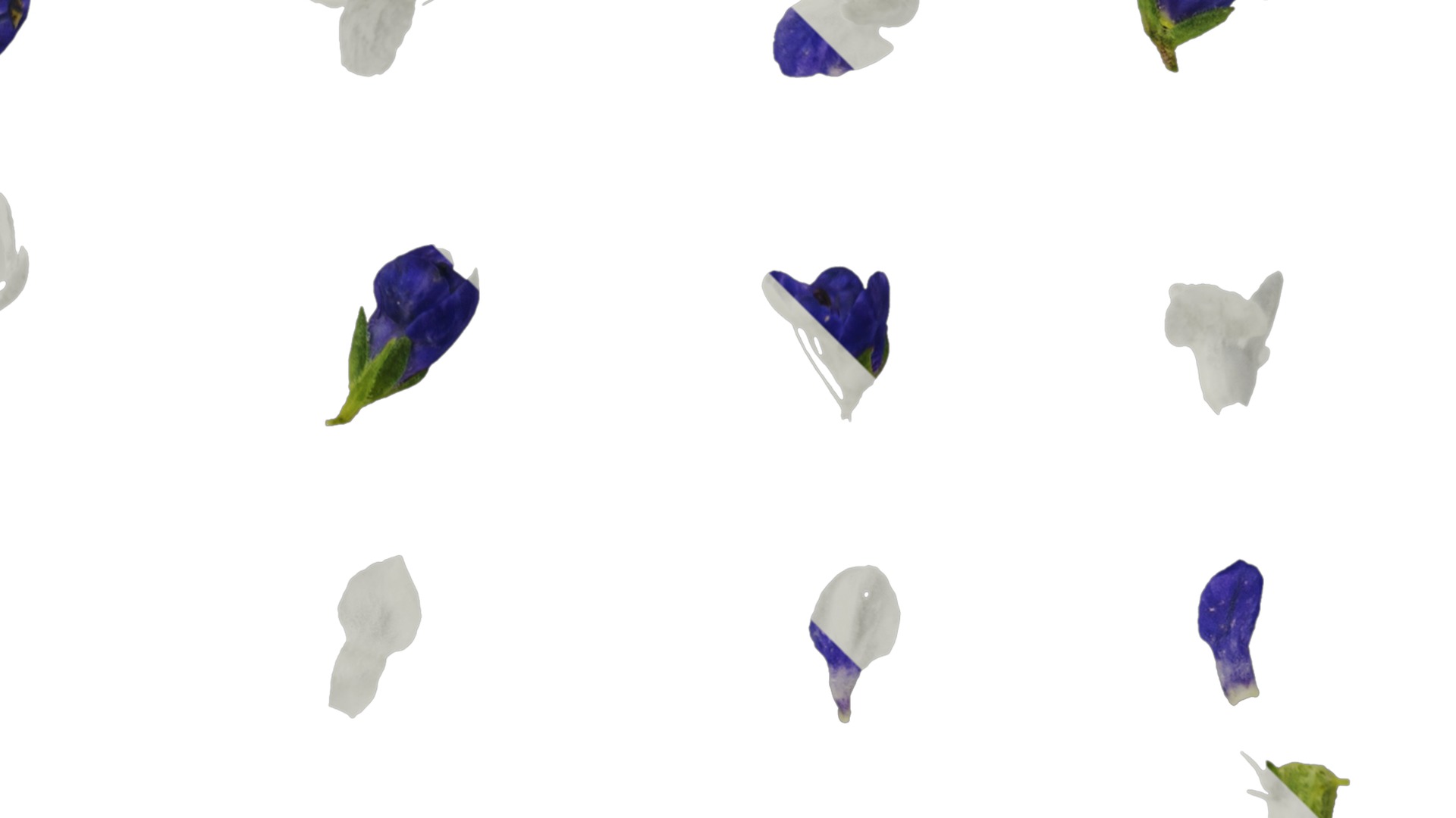 Anydrafts Veronica spicata blue Atlas 02 Texture_2