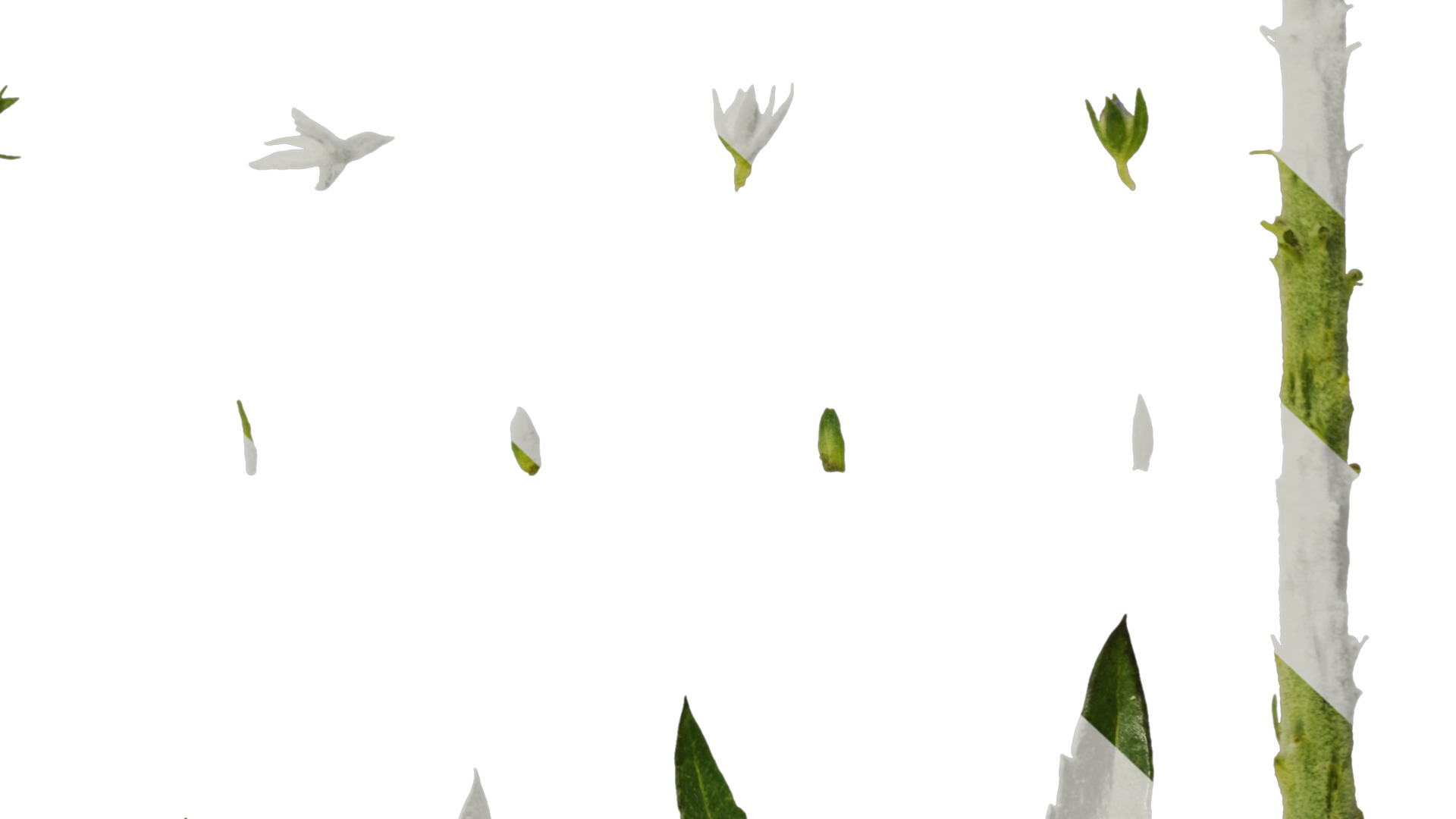 Anydrafts Veronica spicata blue Atlas 02 Texture_6