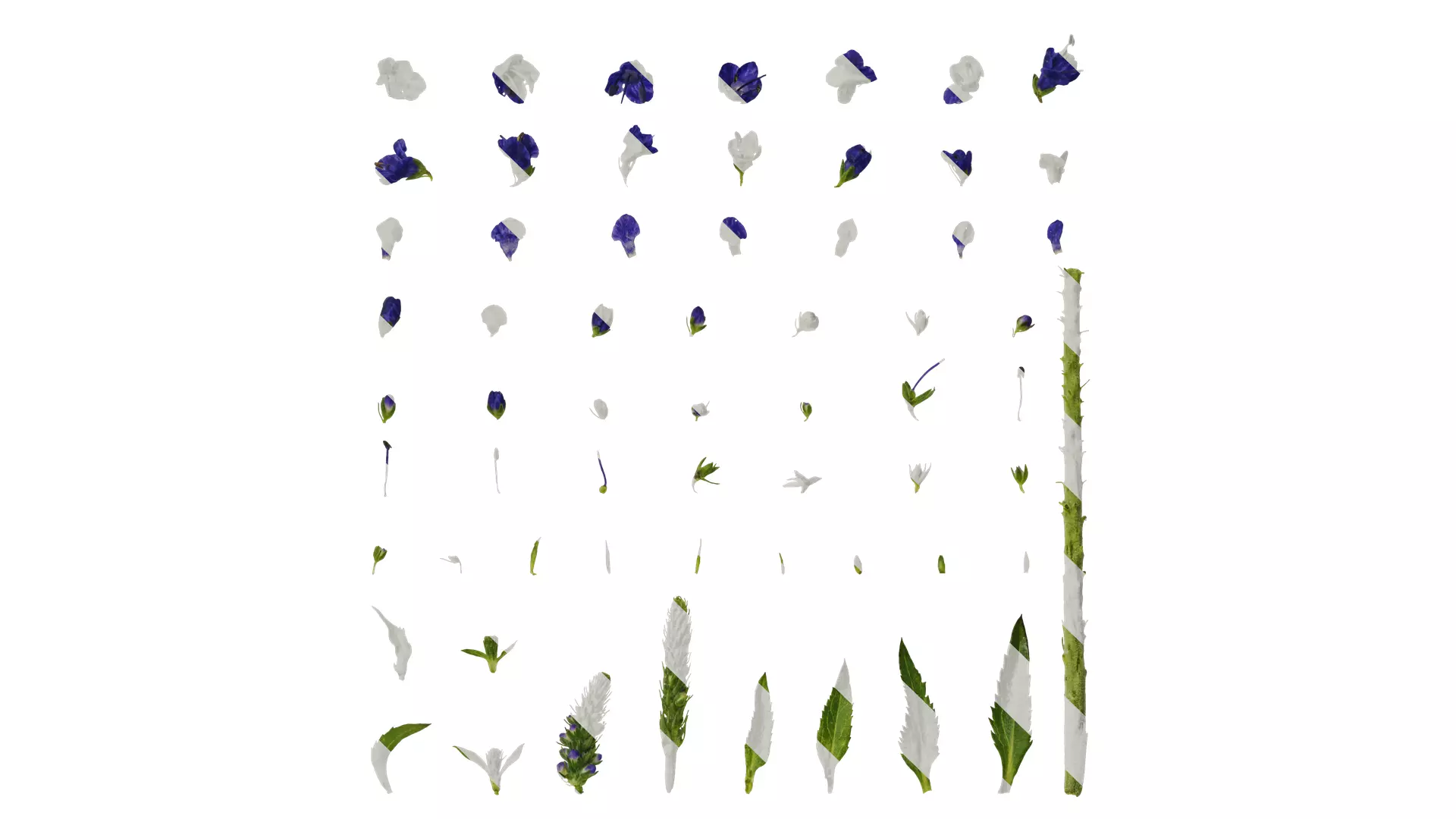 Anydrafts Veronica spicata blue Atlas 02 Texture_0
