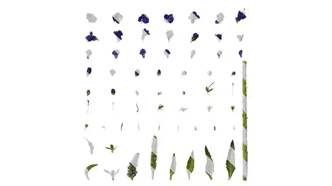 Anydrafts Veronica spicata blue Atlas 02