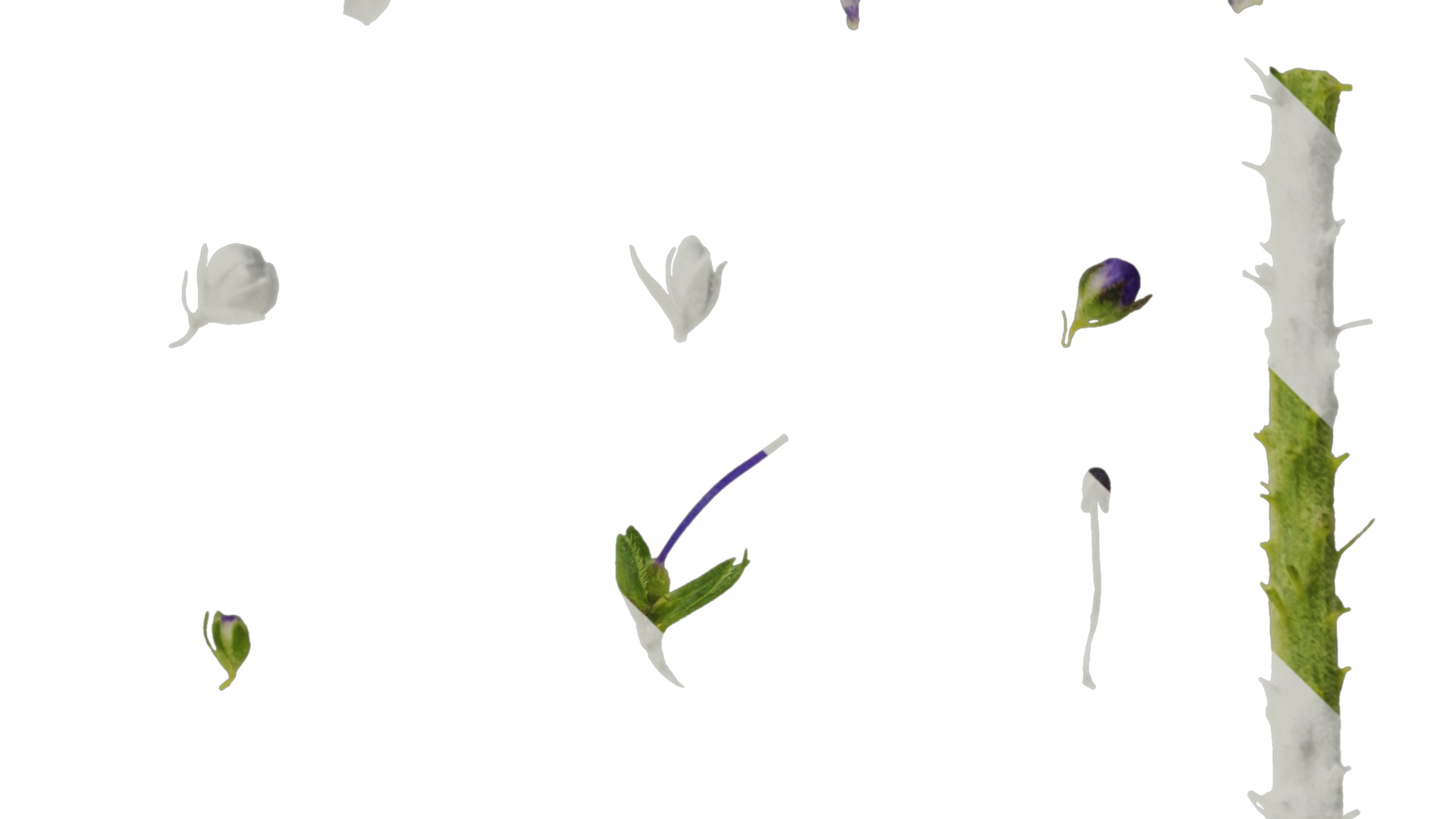 Anydrafts Veronica spicata blue Atlas 02 Texture_4