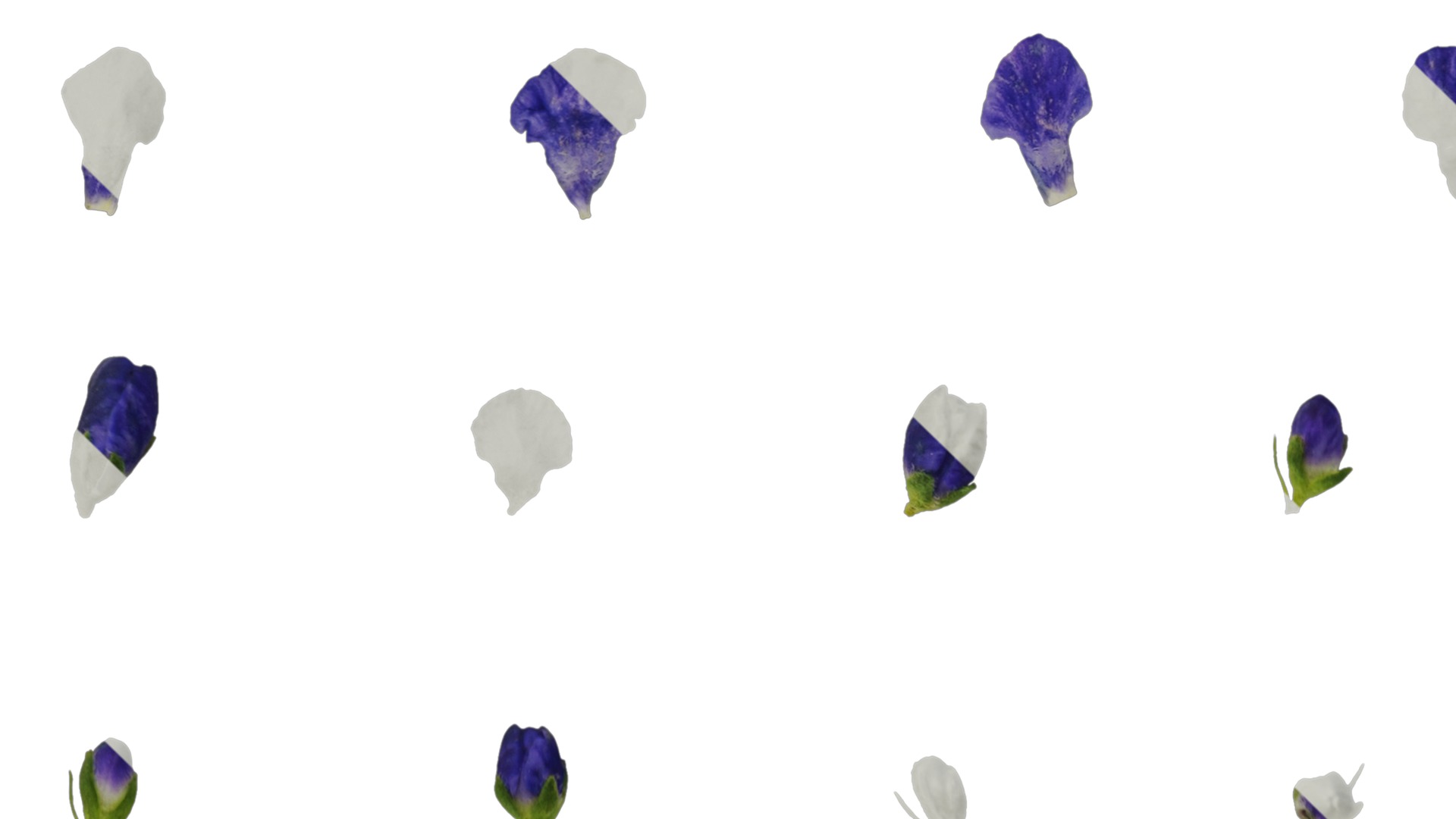 Anydrafts Veronica spicata blue Atlas 02 Texture_3