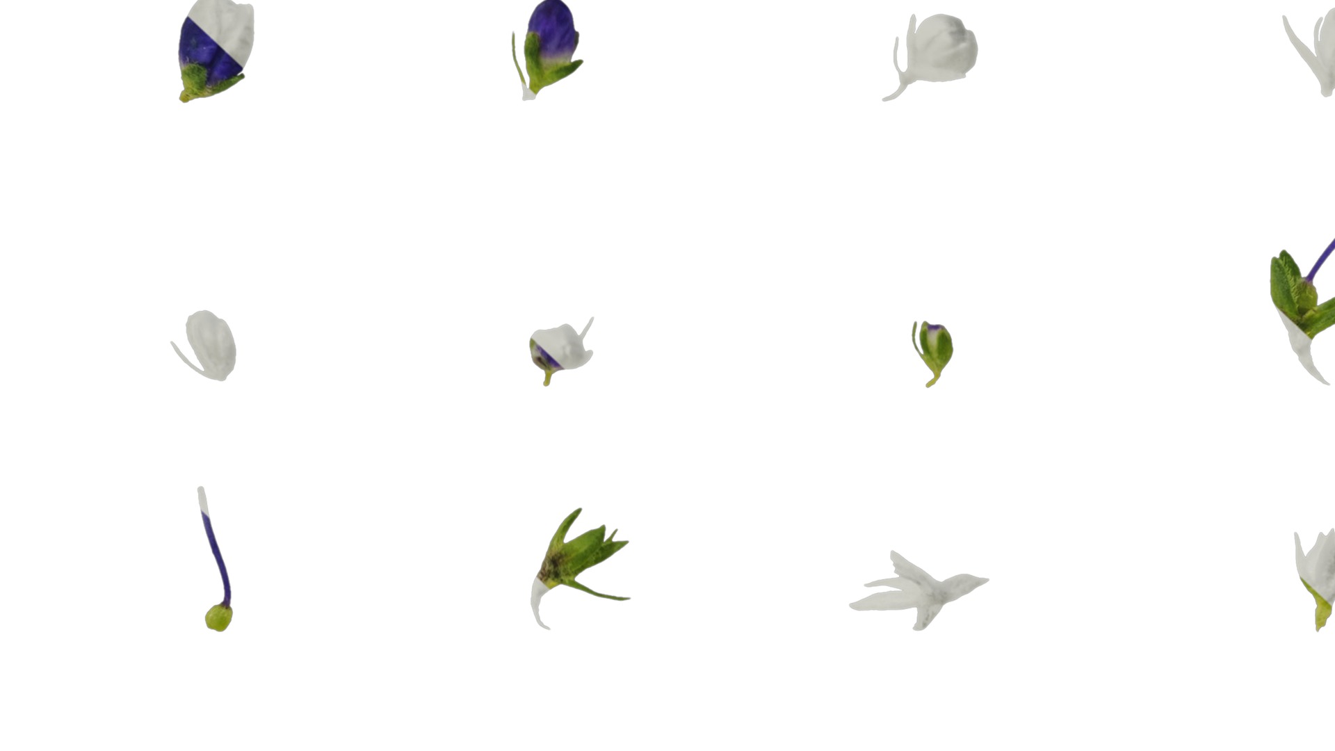 Anydrafts Veronica spicata blue Atlas 02 Texture_7