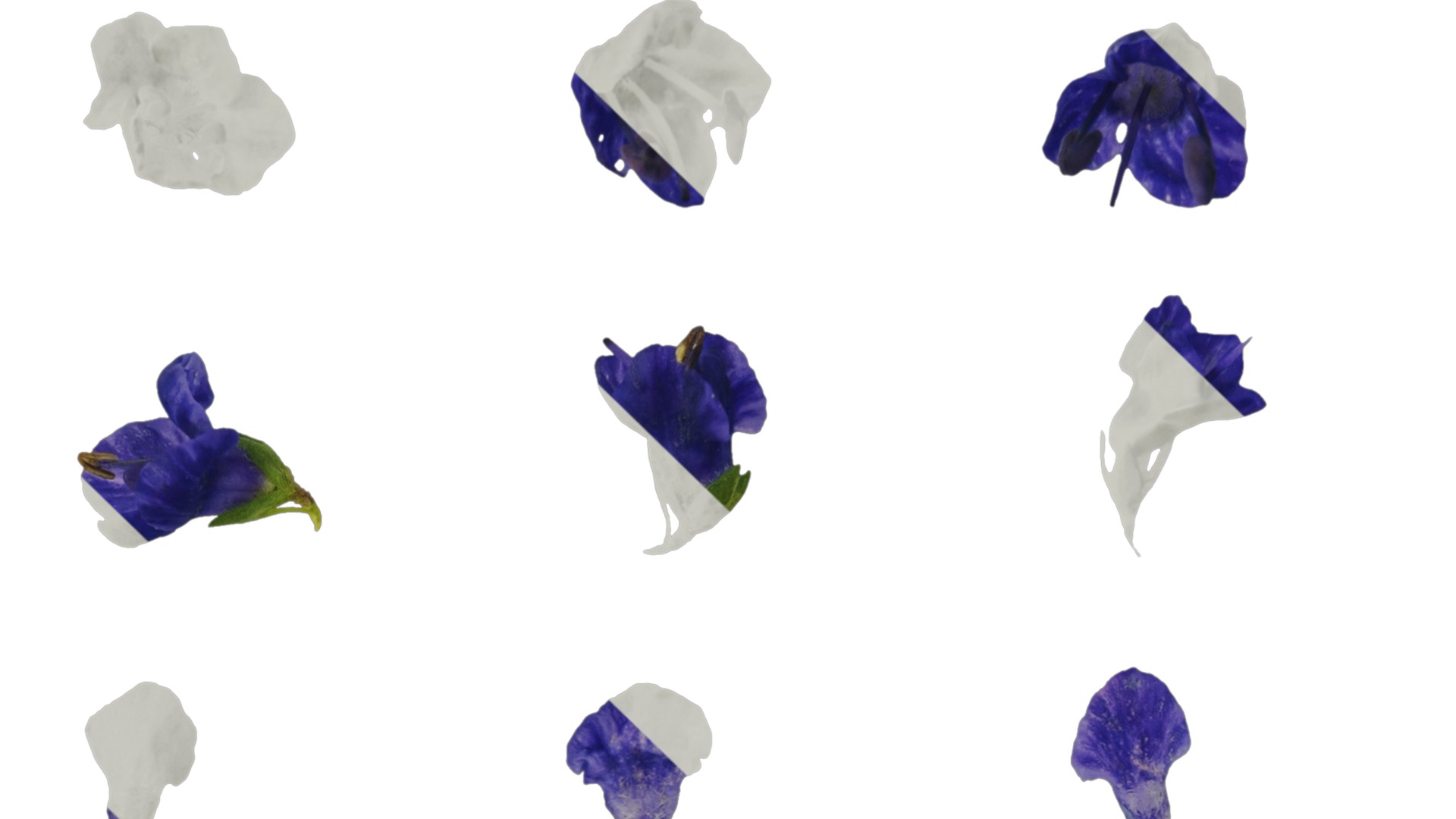 Anydrafts Veronica spicata blue Atlas 02 Texture_1