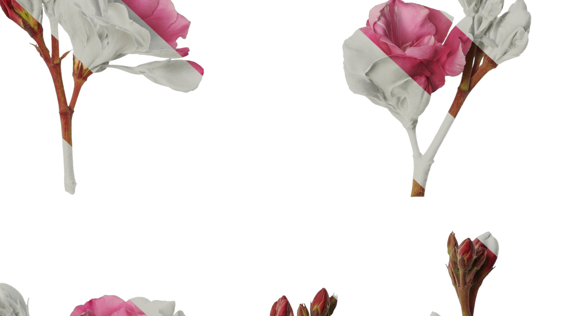 Anydrafts Nerium oleander Flower 01 Texture_6