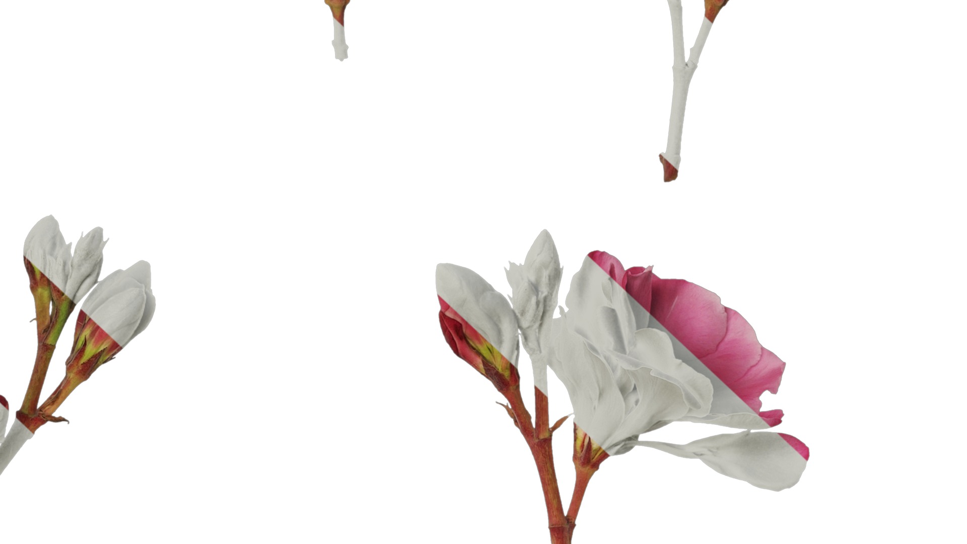 Anydrafts Nerium oleander Flower 01 Texture_7