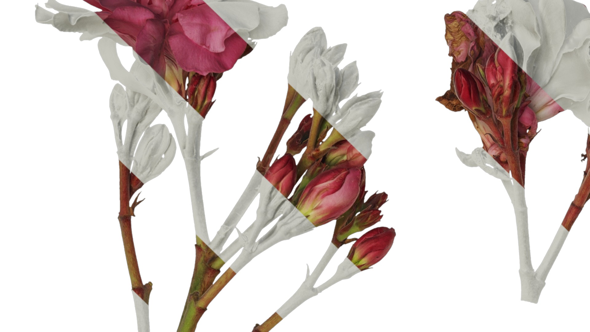 Anydrafts Nerium oleander Flower 01 Texture_1