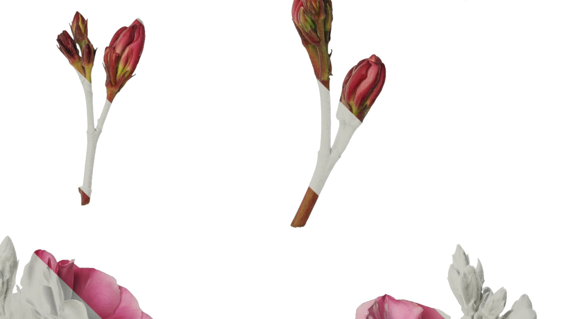 Anydrafts Nerium oleander Flower 01 Texture_4