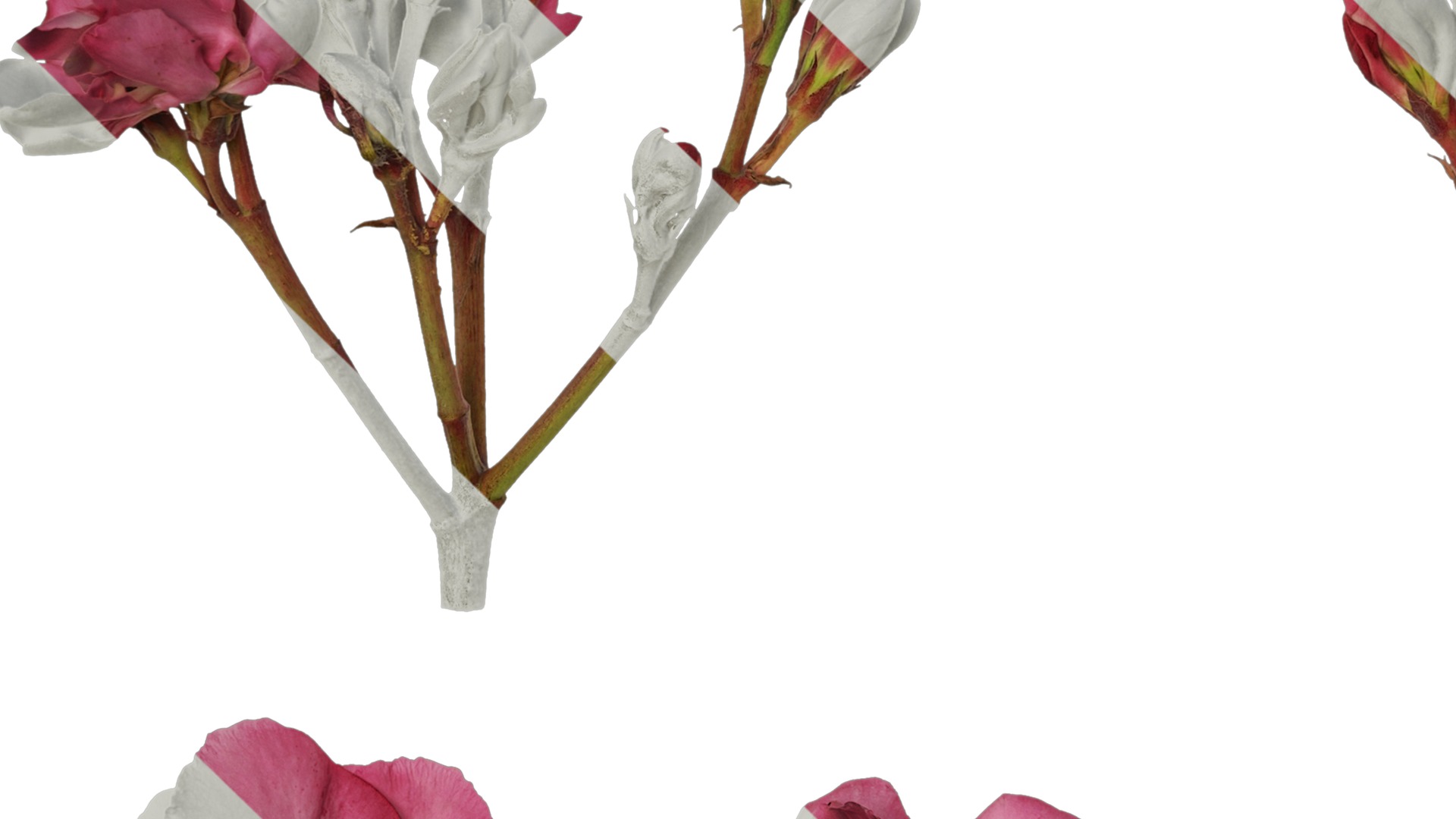 Anydrafts Nerium oleander Flower 01 Texture_5