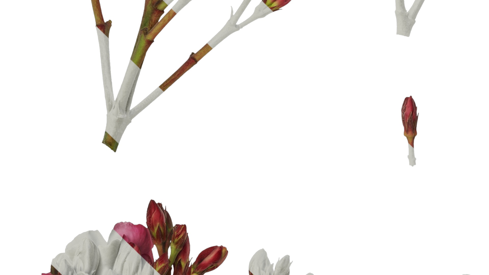 Anydrafts Nerium oleander Flower 01 Texture_3