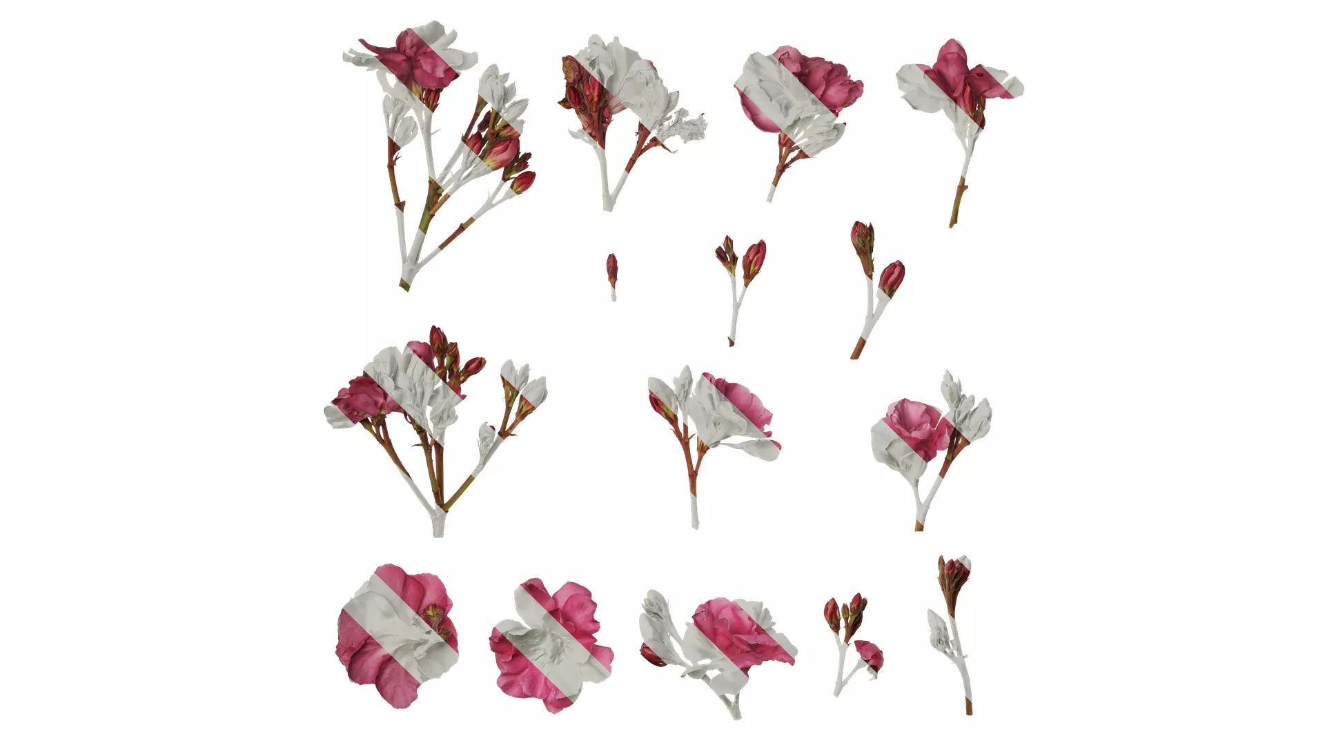 Anydrafts Nerium oleander Flower 01 Texture_0