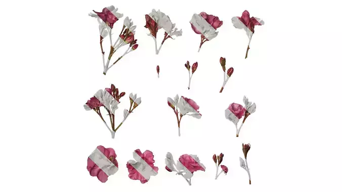 Anydrafts Nerium oleander Flower 01