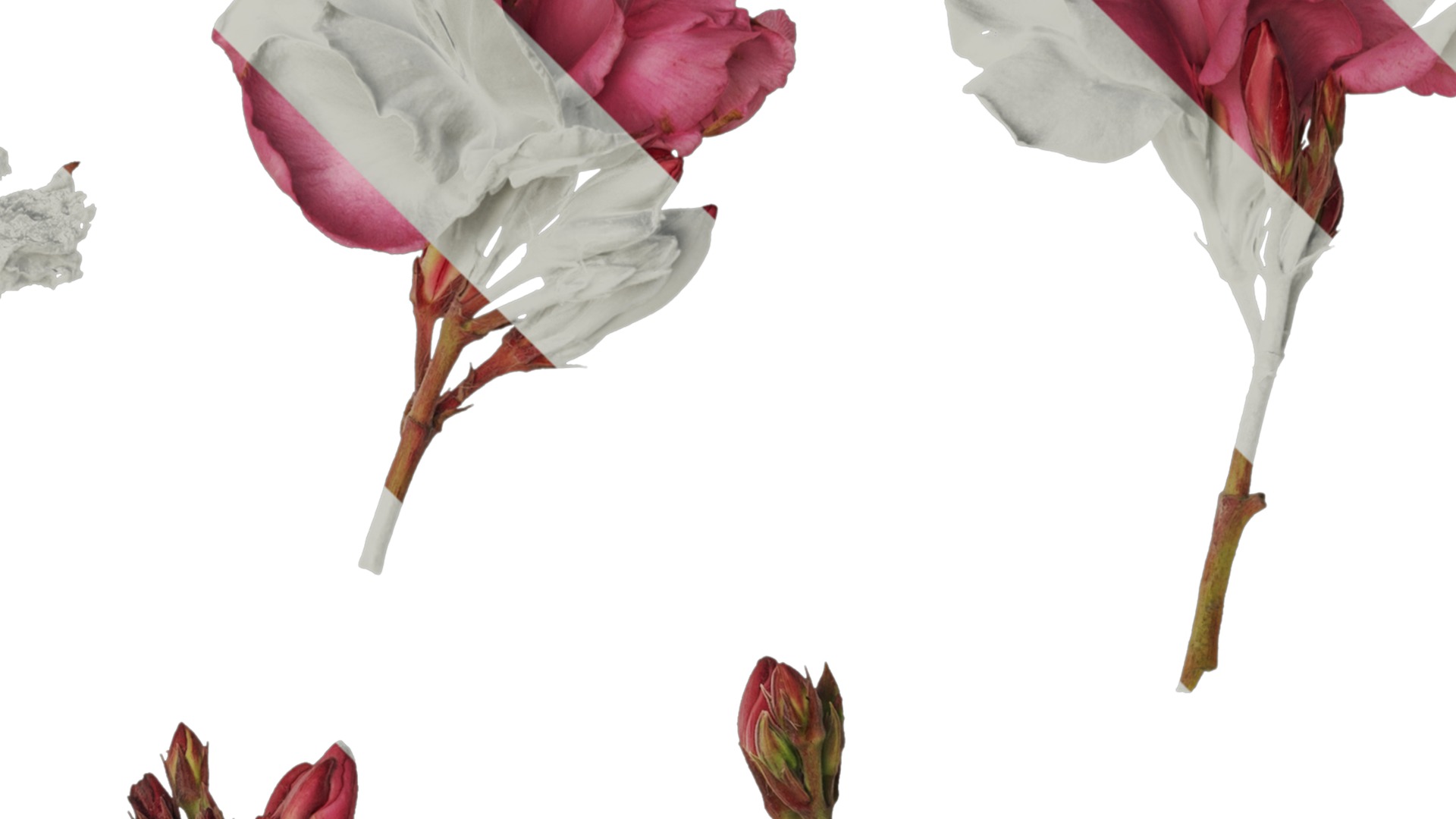 Anydrafts Nerium oleander Flower 01 Texture_2