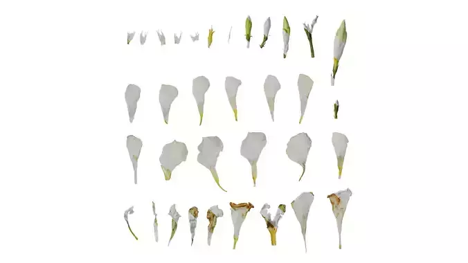 Anydrafts Nerium oleander Flower 04